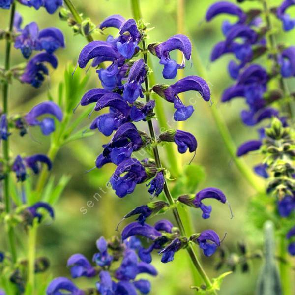 Sauge des près, Sauge commune, Salvia pratensis : planter, cultiver,  multiplier