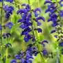 Salvia pratensis 'Twilight Serenade' - Sauge des prés bleu foncé