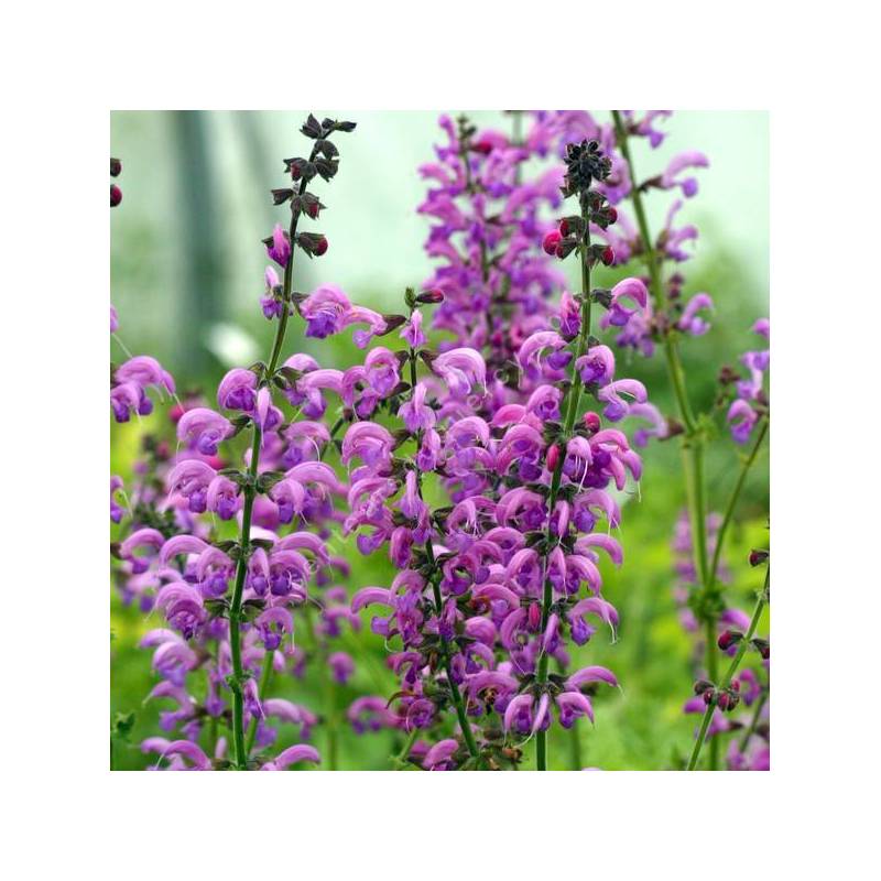 Salvia pratensis ‘Sweet Esmeralda’ rose magenta