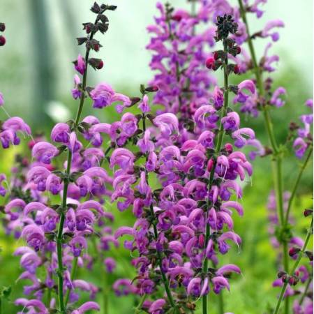 Salvia pratensis ‘Sweet Esmeralda’ rose magenta