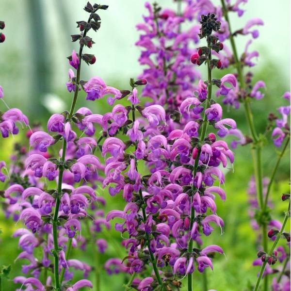 Salvia pratensis 'Sweet Esmeralda' - Sauge des prés rose Salvia pratensis 'Sweet Esmeralda' - Sauge des prés rose