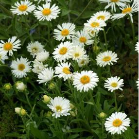 Aster alpinus 'Albus' - Aster Des Alpes blanc