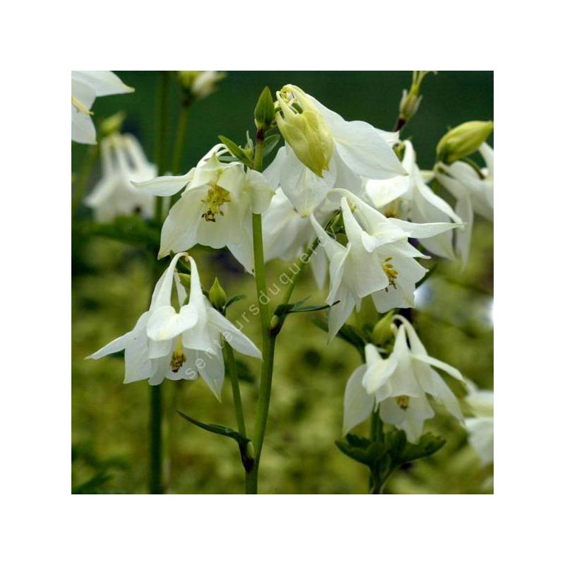 Aquilegia vulgaris 'Alba' - Ancolie commune blanche