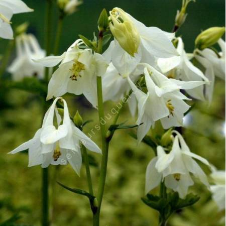 Aquilegia vulgaris 'Alba' - Ancolie commune blanche