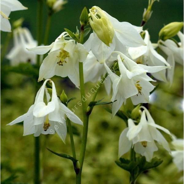 Ancolie commune à fleur blanche - Aquilegia vulgaris 'Alba'