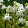 Aquilegia vulgaris 'Alba' - Ancolie commune blanche