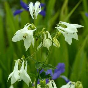 Ancolie commune à fleur blanche - Aquilegia vulgaris 'Alba'