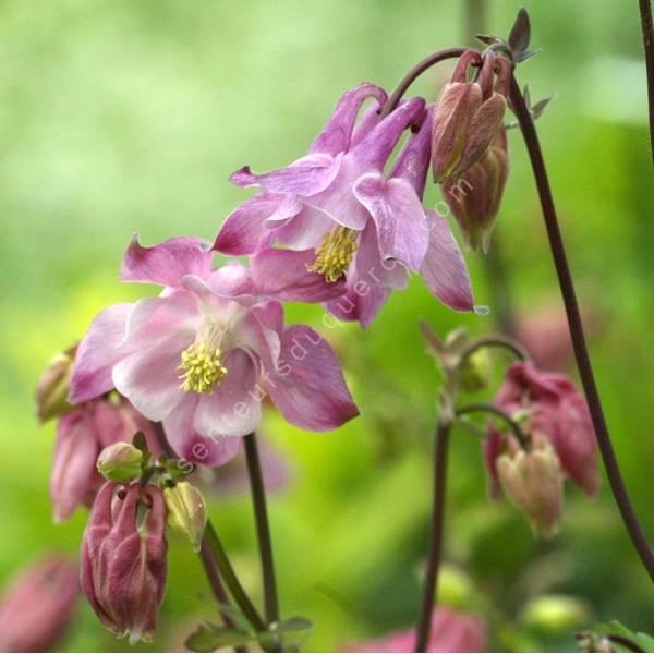 Ancolie commune à fleur rose - Aquilegia vulgaris 'Heidi'