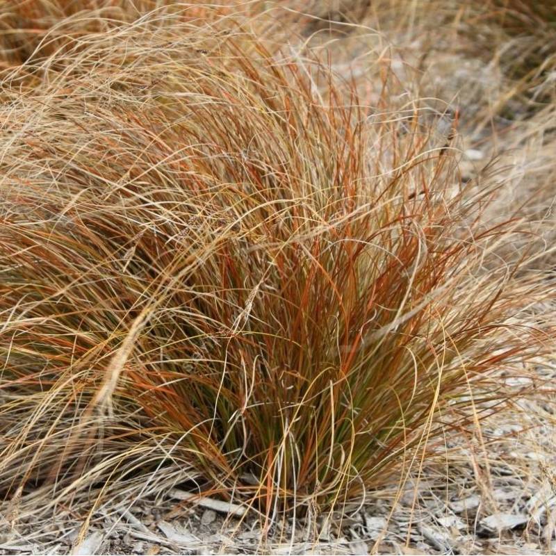 Carex testacea - Laîche orange