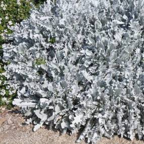 Touffe de Centaurea ragusina au feuillage blanc argenté dans une rocaille