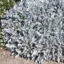 Touffe de Centaurea ragusina au feuillage blanc argenté dans une rocaille