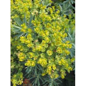 Euphorbia 'Copton Ash'