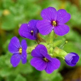 Aubrieta x cultorum 'Mésange Bleue' - Aubriète