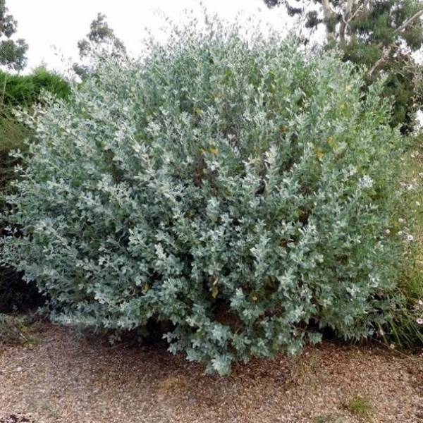 Atriplex halimus - Arroche de mer