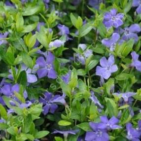 Vinca minor 'La Grave' - Petite pervenche bleue