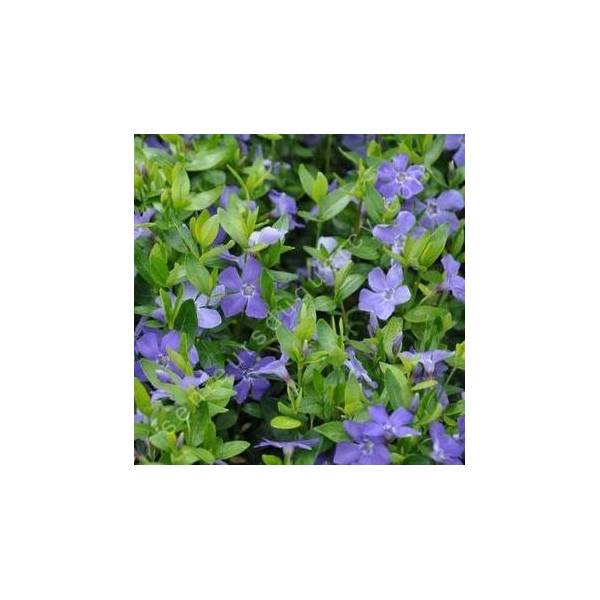Vinca minor 'La Grave' - Petite pervenche bleue Vinca minor 'La Grave' - Petite pervenche bleue