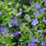 Vinca minor 'La Grave' - Petite pervenche bleue