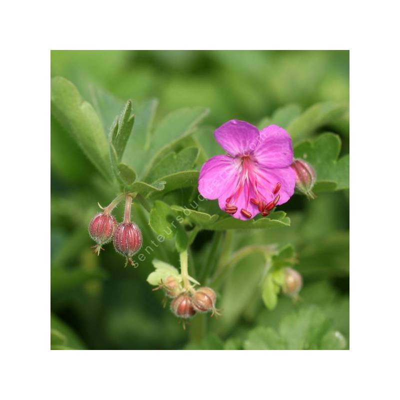 Geranium macrorrhizum - Géranium à gros rhizome