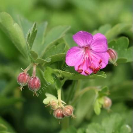 Geranium macrorrhizum - Géranium à gros rhizome