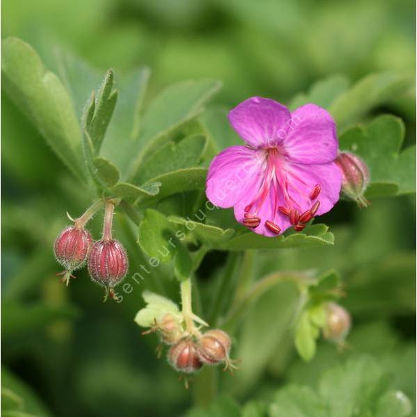 Geranium macrorrhizum - Géranium à gros rhizome