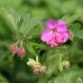 Geranium macrorrhizum - Géranium à gros rhizome