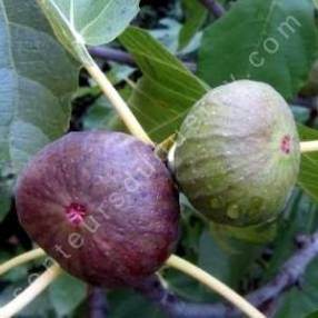 Figuier 'Osborn Prolific' - Figuier précoce