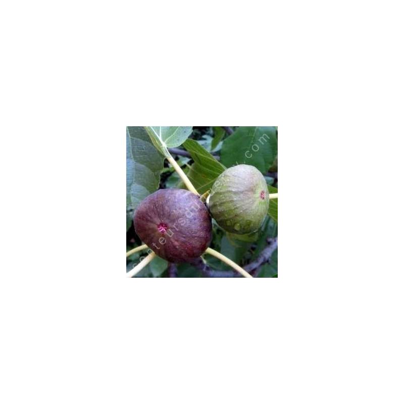 Figuier 'Osborn Prolific' - Figuier précoce