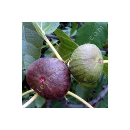 Figuier 'Osborn Prolific' - Figuier précoce