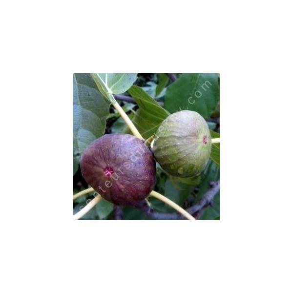 Figuier 'Osborn Prolific' - Figuier précoce
