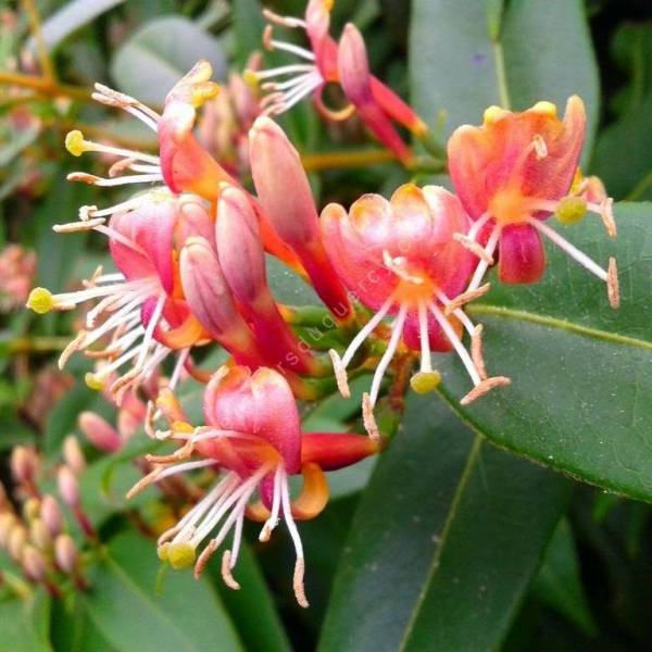 Chèvrefeuille du Japon Lonicera japonica 'Chinensis'