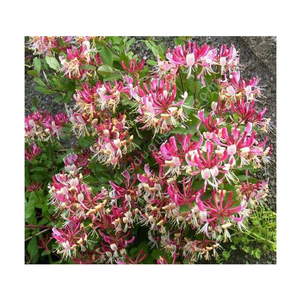 Lonicera periclymenum 'Belgica' - Chèvrefeuille des bois Lonicera periclymenum 'Belgica' - Chèvrefeuille des bois