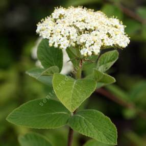 Viburnum lanata - Viorne poilu