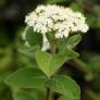 Viburnum lanata - Viorne poilu