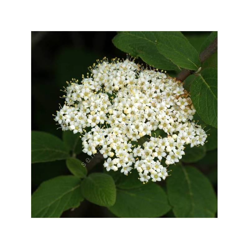 Viburnum lanata - Viorne poilu