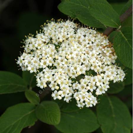 Viburnum lanata - Viorne poilu