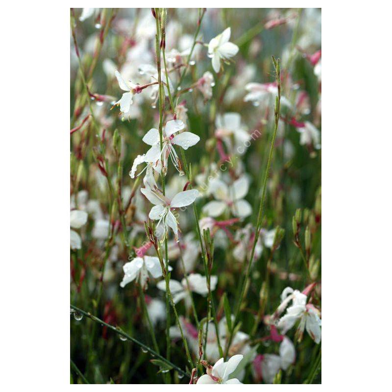 Gaura lindheimeri 'Summer Breeze' - Gaura blanc