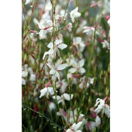 Gaura lindheimeri 'Summer Breeze' - Gaura blanc