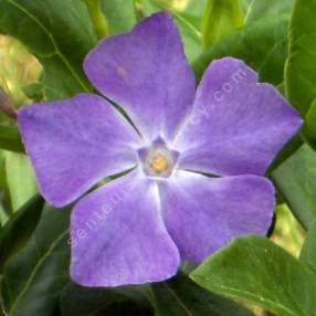 Vinca major - Grande pervenche