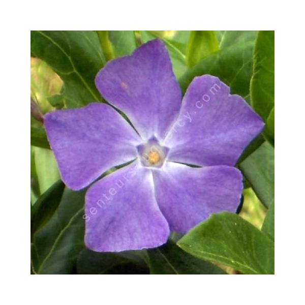 Vinca major - Grande pervenche Vinca major - Grande pervenche