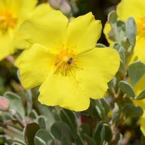 Plantes Vivaces Et Arbustes Dont Les Noms Botaniques