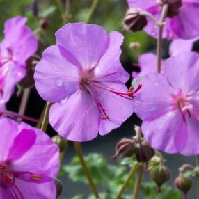 Geranium x cantabrigiense 'Karmina' - Géranium vivace