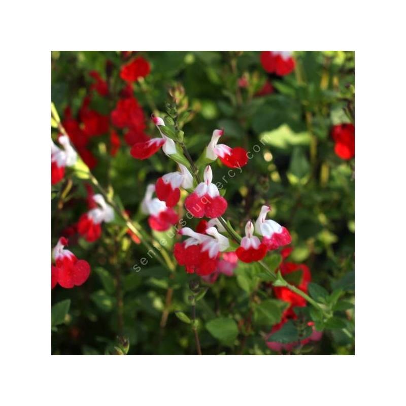 Salvia 'Petit Bisou' - Sauge arbustive blanche et rouge compacte