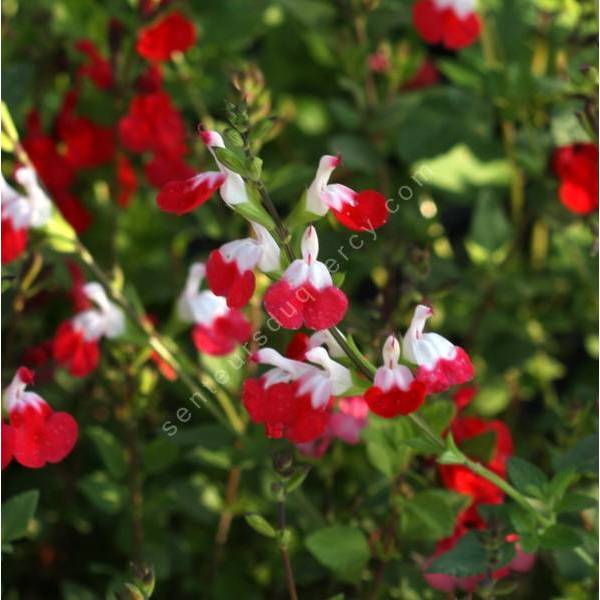 Salvia 'Petit Bisou' - Sauge arbustive blanche et rouge compacte