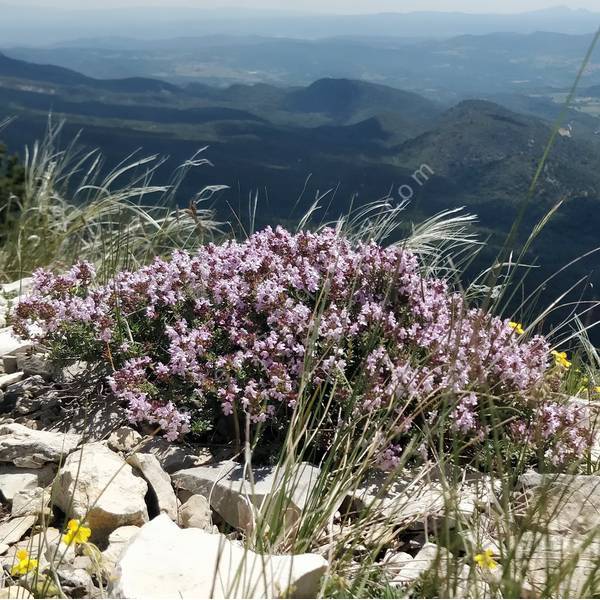 Thym sauvage - Thymus vulgaris - Plante aromatique et comestible