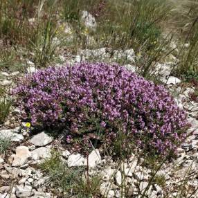 Thym sauvage - Thymus vulgaris - Plante aromatique et comestible