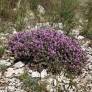 Thymus vulgaris - Thym commun