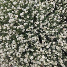 Dorycnium pentaphyllum - Badasse à cinq folioles