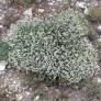 Dorycnium pentaphyllum - Badasse à cinq folioles