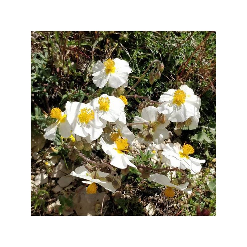 Helianthemum apenninum - Hélianthème des Apennins