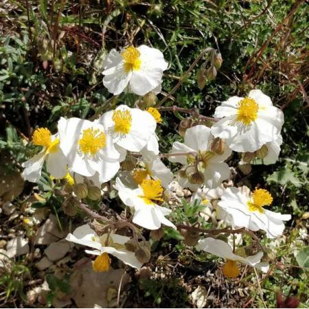 Helianthemum apenninum - Hélianthème des Apennins